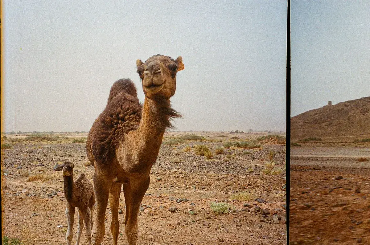 Mehdi Boutdarine — Life enthusiast