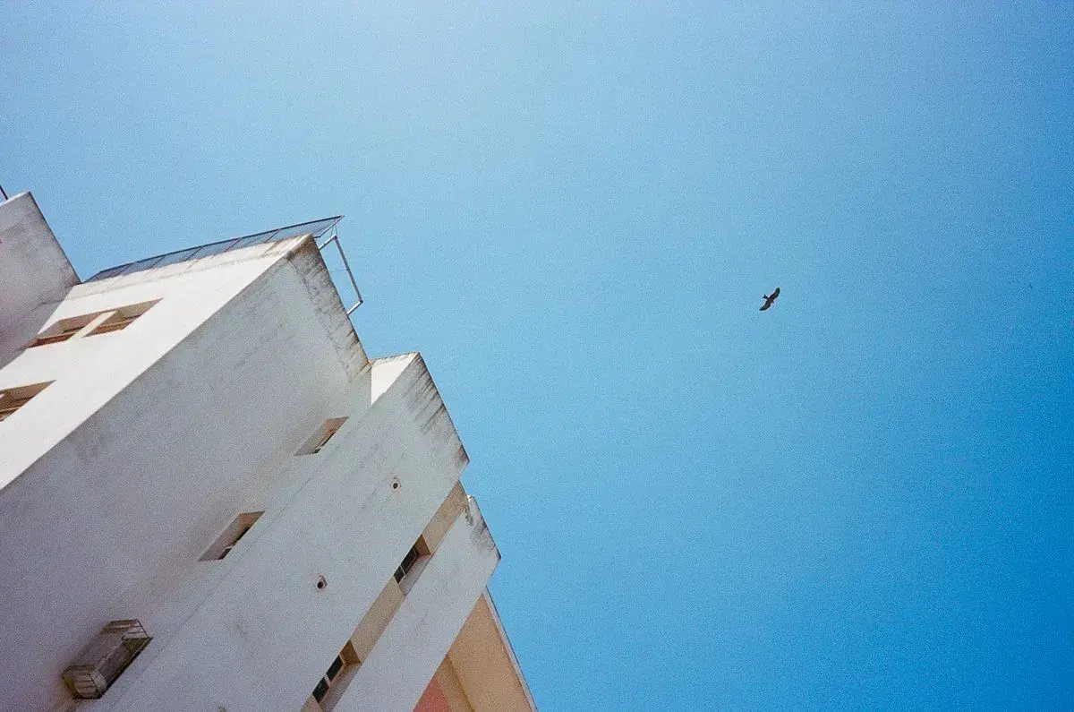 Image featuring animal, bird, flying, and nature