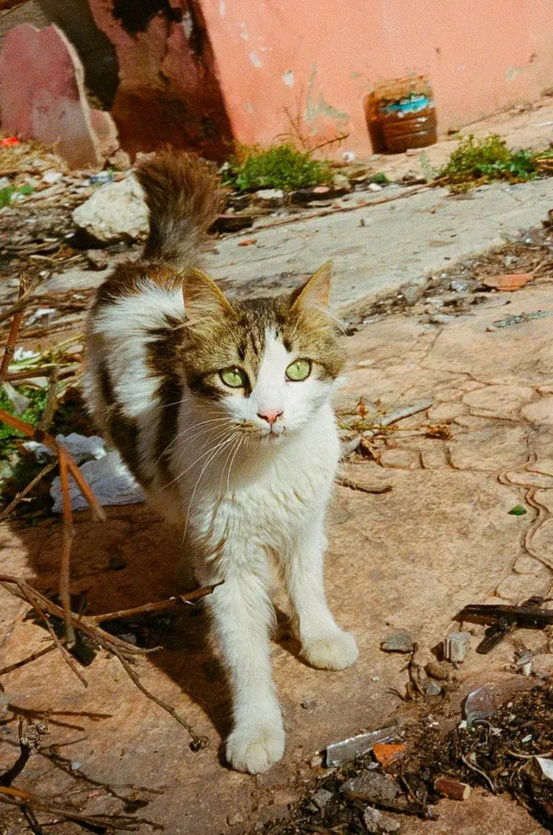 Image featuring soil, slate, animal, and cat