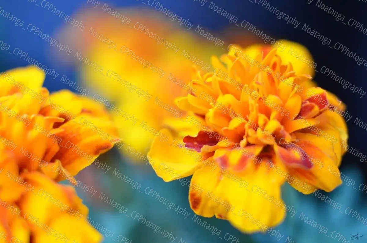 Work by Captured Pixels Photography