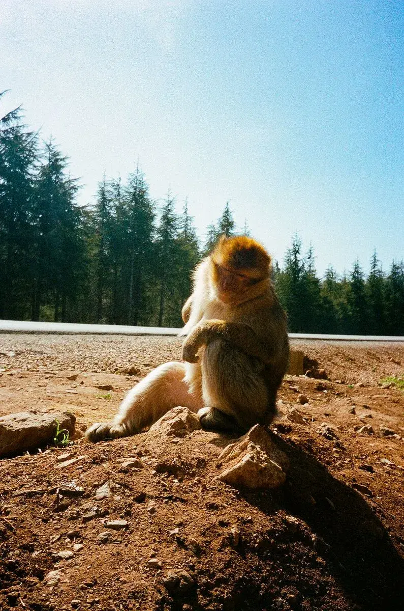 Image featuring animal, zoo, mammal, and monkey