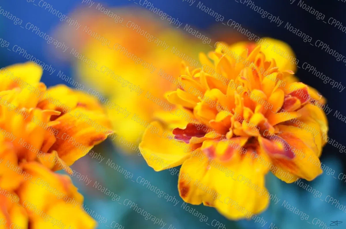 Captured Pixels Photography